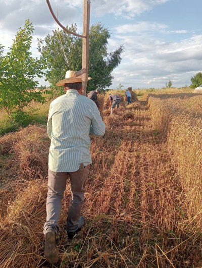 Zażynki w Rozięcinie 2025